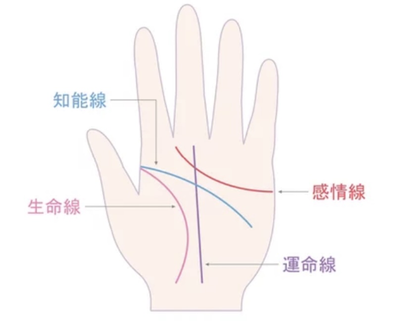 知能線　生命線　感情線　運命線